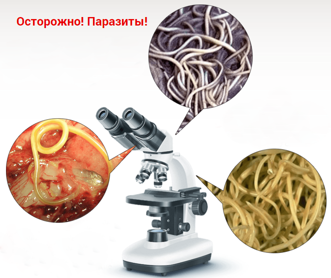 Intoxic гельминты