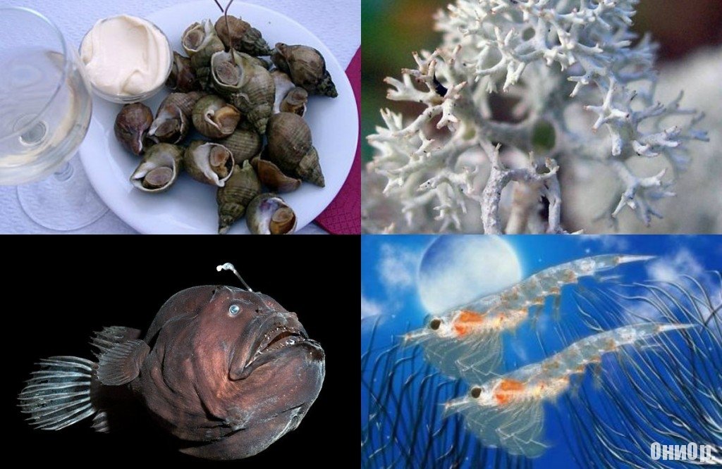 Молот Тора ингредиенты