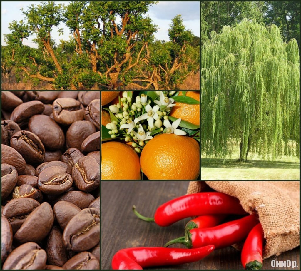 Ингредиенты, входящие в Липоксин