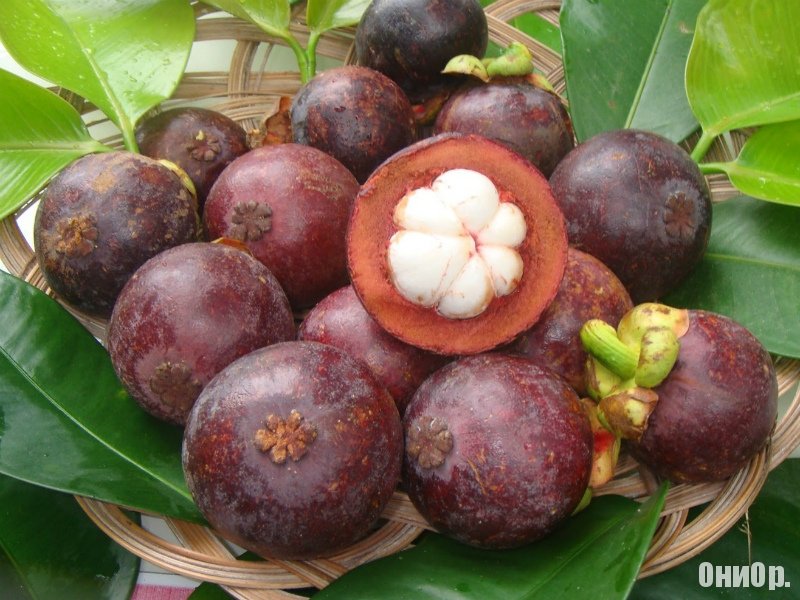 Мангустин состав