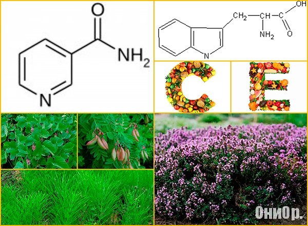 Puer Combo состав