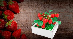 Чудо-ягодница Сказочный сбор для домашнего выращивания клубники