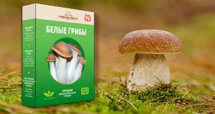 Грибное место — выращивание грибов в домашних условиях